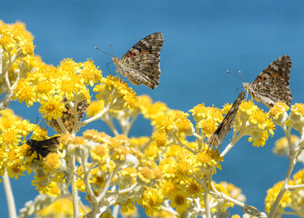 Vanessa del cardo su fiore di cineraria © Fabio Presutti