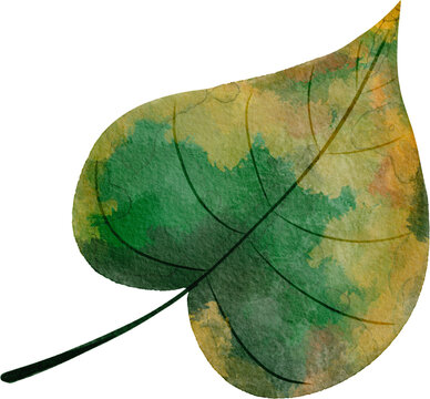 watercolor autumn green leaf