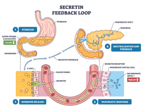 Secretin feedback loop illustrates acidic chyme triggering S-cells and pancreatic bicarbonate release, key objects, stomach, duodenum, pancreas. Outline diagram