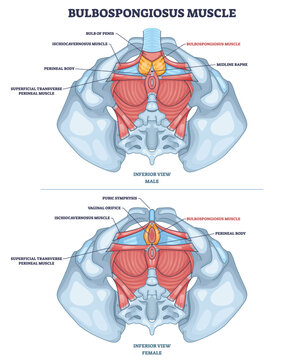 Bulbospongiosus muscle diagram compares male and female perineum, highlighting bulbospongiosus, pelvis, and perineal body to convey pelvic floor structure and function. Outline diagram