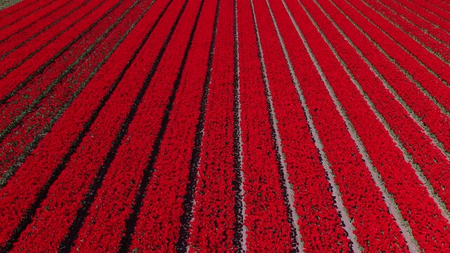 Aerial view of bright red flowering field with parallel rows, green crop lines, geometric agricultural pattern, and expansive rural farmland under clear daylight conditions