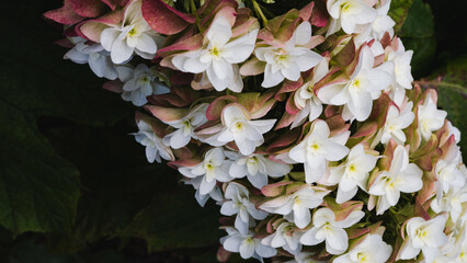 白い紫陽花のクローズアップ © RYOSUKE