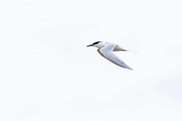 Obraz premium Adult Sandwich tern (Thalasseus sandvicensis) in flight, found at Texl in the Netherlands