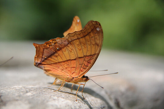 Vindula Dejone Butterflies with Scalloped Wings in Natural Light