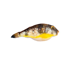 puffer fish isolated on white © Harshu Prathu
