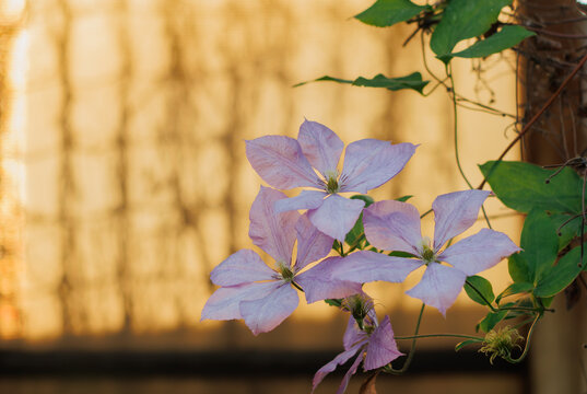 lilac clematis flowers on a window background in warm sunlight