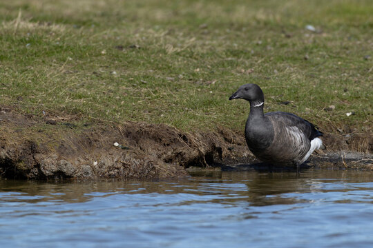 single adult brant or brent goose (Branta bernicla) of subspecies bernicla standing in water close to land, found at Texel in the Netherlands