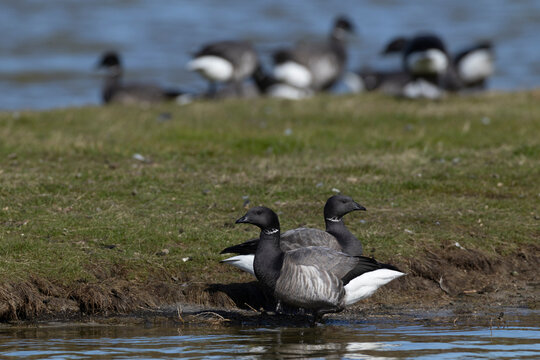 couple of adult brant or brent goose (Branta bernicla) of subspecies bernicla standing in water close to land, found at Texel in the Netherlands