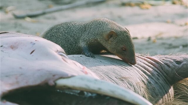Close up of Common Dwarf Mongoose (Helogale parvula) grooming and eating ticks on warthog's body, African savanna, South Africa.
