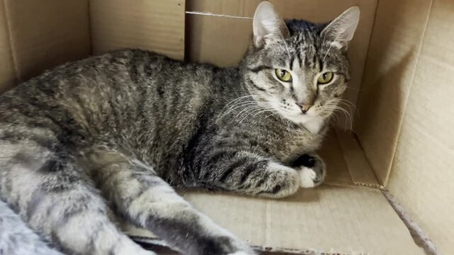 A cat is lounging in a cardboard box inside a home, looking around. The light comes in from the outside, creating a cozy spot for the cat.