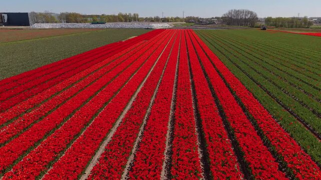Aerial view of red flowering field with parallel rows, alternating green crop lines, rural farmland, trees, buildings, and clear daylight countryside landscape