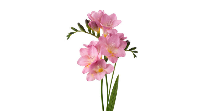 Delicate pink freesia flowers blooming on a white background