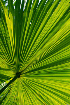Radiant tropical palm leaf with summer sunlight background