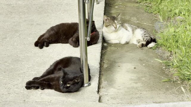 Three cute cats rest lazily on a concrete path next to a green lawn. This peaceful scene feels incredibly calm and serene. The cozy felines enjoy a quiet afternoon outdoors.