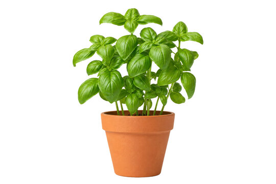 Vibrant green basil plant in a terracotta pot, ready for culinary use