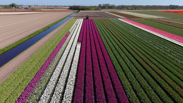 Aerial view of multicolored flower rows with pink, white, purple, red, and green stripes, canal, farming equipment, and rural landscape under clear daylight conditions