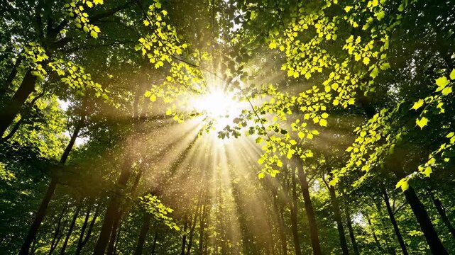 Sunbeams piercing dense green forest canopy midsummer slow motion loop, golden light shafts through leaves with drifting particles, vitality nature footage for summer wellness spiritual brand video.
