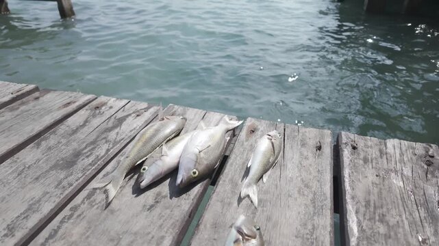 Freshly Caught Fish Piled on Harbor Dock at Karimunjawa Fishing Port, Indonesia