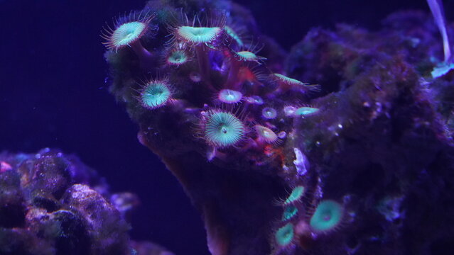 Captivating Zoanthid Corals Growing in a Marine Aquarium
