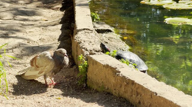 A curious pigeon and a peaceful turtle watch each other beside a park pond. They share an amusing, quiet moment under the warm sunshine.