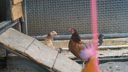 Two Chickens in Coop at Poultry Farm in Rustic Setting © Jimmy