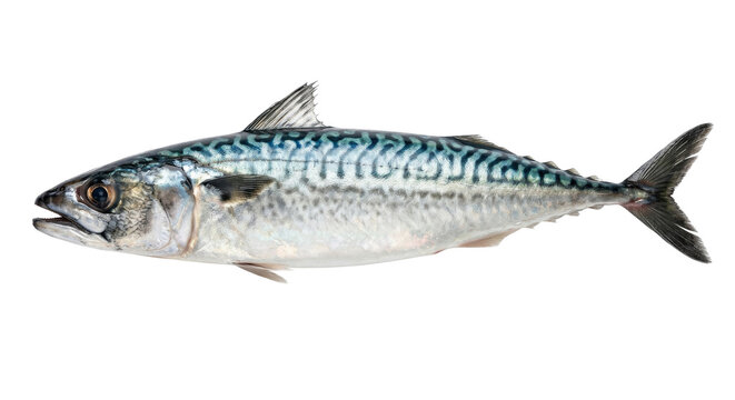 A whole, fresh, raw mackerel fish with distinctive wavy blue markings on its back