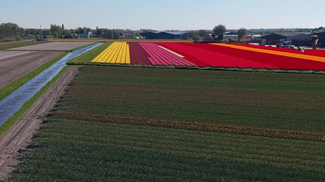 Aerial view of multicolored flower fields with yellow, pink, red, orange blooming rows, green borders, water canal, rural farmland, houses, and clear daylight countryside landscape