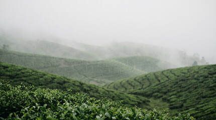 Obraz premium Lush Green Tea Plantation Hills in Misty Monsoon Rain