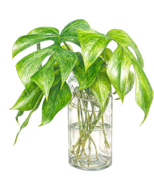 Illustration of monstera ginny, pencil drawing