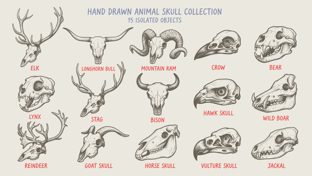 Collection of animal skulls in vintage engraving style