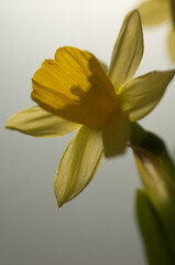 Obraz premium yellow iris flower