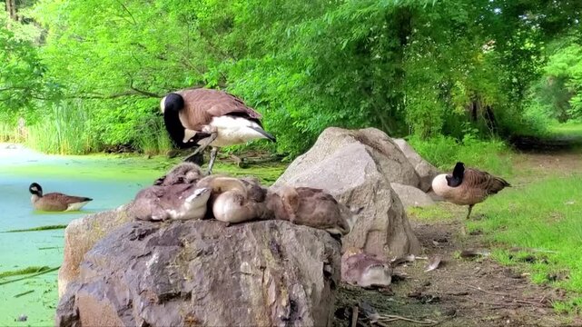 New England&mdash;early morning: under the watchful eye of the mother goose, several goslings huddle together, fast asleep on the rocks, while church bells toll in the distance - New England
