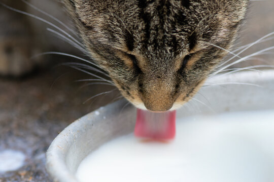 Hungry stray cat drinks milk from a bowl. Close-up of the cat's head and pink tongue.
