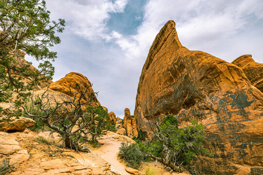 Ground-level view along Devils Garden trail between towering orange sandstone rock fins and gnarled juniper trees under cloudy sky, Arches National Park, Utah.