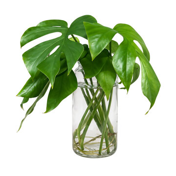 Monstera Ginny with Water Vase, Transparent Banckground