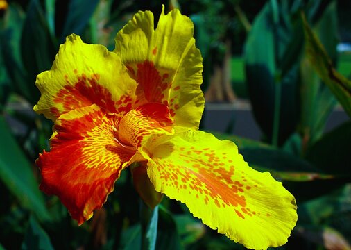 Canna indica is a rhizomatous perennial with broad leaves and vibrant flowers. It performs efficient photosynthesis and thrives in tropical to subtropical habitats.