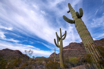 Majestic Saguaro cactus in Organ Pipe Cactus National Monument. © kojihirano