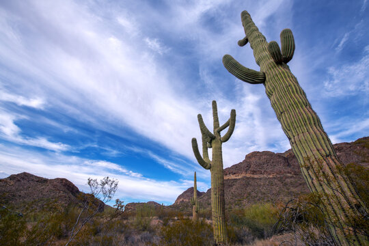 Majestic Saguaro cactus in Organ Pipe Cactus National Monument.