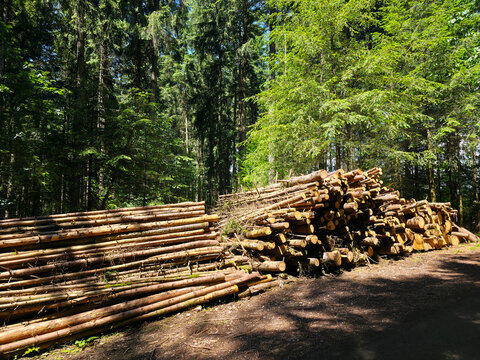 germany, sunlit timber stacks beside forest path highlighting sustainable woodland management in black forest