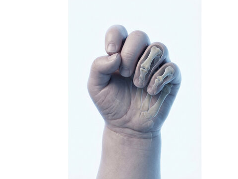 Hand clenched into a fist reveals inner skeletal finger bones through a translucent skin effect demonstrating the complex structure of human anatomy for medical or educational study presentations.
