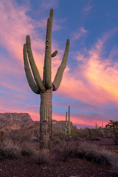 Vibrant desert sunset panorama with Saguaro and organ pipe cacti.