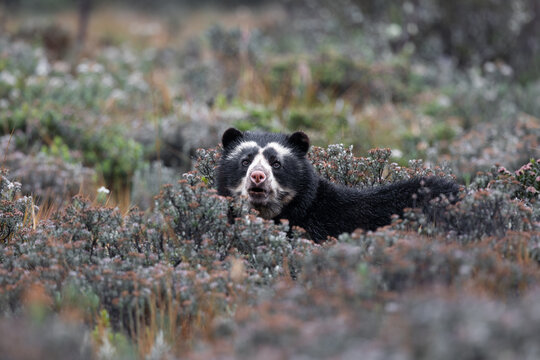 Spectacled Bear in High Andean Paramo Habitat, Cayambe Coca National Park, Ecuador