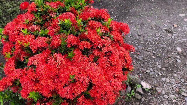 Vibrant red Ixora coccinea flower clusters blooming densely in tropical garden landscape setting beautifully.