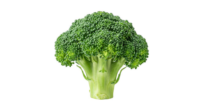 Fresh green broccoli floret isolated on a clean white background