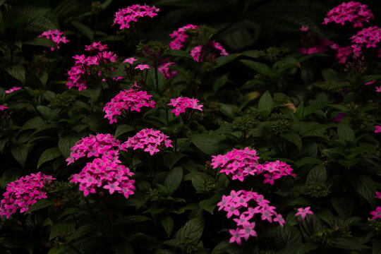 Vibrant pink pentas lanceolata flowers blooming in a dark moody garden