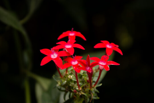 Vibrant red pentas flowers blooming against a dark background