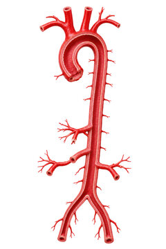 Human Aorta Anatomy Isolated on White Background, Red Arterial Blood Vessel Medical 3D Render Showing Branches and Internal Structure