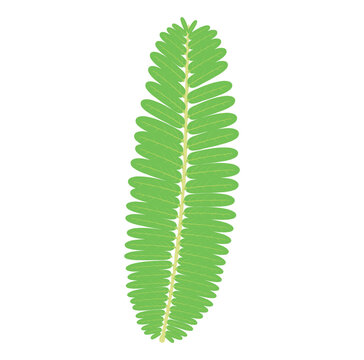 Nelli leaf (from Phyllanthus emblica, commonly known as Indian Gooseberry or Amla) is highly valued in traditional medicine for its rich antioxidant properties. 