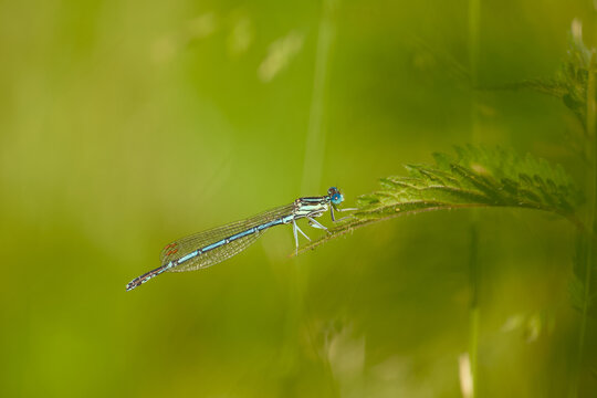 Male common blue damselfly resting on a nettle leaf