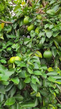 Fresh green key limes growing abundantly among glossy leaves on productive orchard branches.